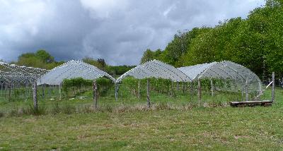 Les tunnels à framboises